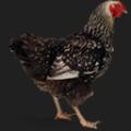 the-attic-Chicken-128.png
