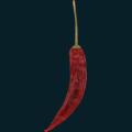chili1.png
