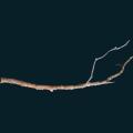 treebranch.png