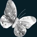 Butterfly.png