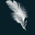 Feather2.png