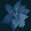 Flower1.png