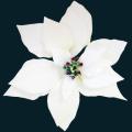 Flower2.png