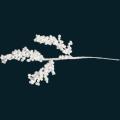 Twig2.png