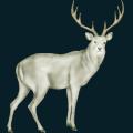 deer.png