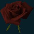 christmasrose.png