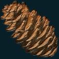 pinecomb.png