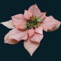 pinkxmasflower.png
