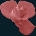 rosebud.png