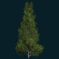 tree.png