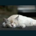 Pets-42.jpg
