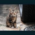 Pets-43.jpg