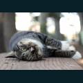 Pets-44.jpg