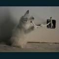 Pets-45.jpg