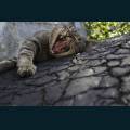 Pets-46.jpg