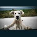 Pets-47.jpg