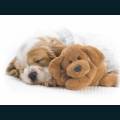 Pets-48.jpg