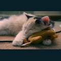 Pets-49.jpg