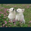 Pets-5.jpg