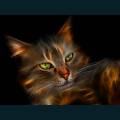 Pets-52.jpg