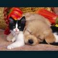 Pets-6.jpg