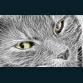 Pets-7.jpg