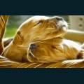 Pets-8.jpg