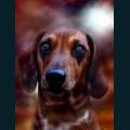 Pets-9.jpg