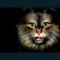 cats-dogs-01.jpg