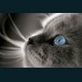 cats-dogs-02.jpg