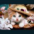 cats-dogs-03.jpg