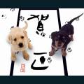 cats-dogs-05.jpg