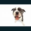 cats-dogs-06.jpg