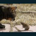 cats-dogs-08.jpg