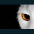 cats-dogs-09.jpg