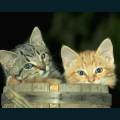 cats-dogs-11.jpg