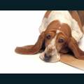 cats-dogs-12.jpg