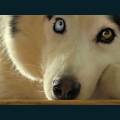 cats-dogs-14.jpg