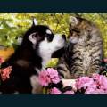 cats-dogs-15.jpg