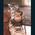 cats-dogs-16.jpg