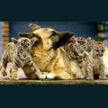 cats-dogs-19.jpg