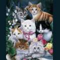 cats-dogs-21.jpg