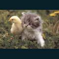 cats-dogs-22.jpg