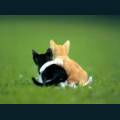cats-dogs-23.jpg