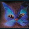 cats-dogs-24.jpg