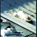 cats-dogs-25.jpg
