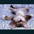cats-dogs-26.jpg
