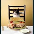 cats-dogs-28.jpg