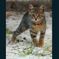 cats-dogs-31.jpg