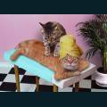 cats-dogs-32.jpg